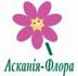аскания флора
